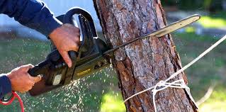 Best Pest Control for Lawns  in Crafton, PA