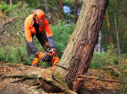 Best Pest Control for Lawns  in Crafton, PA