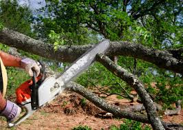 Best Tree Mulching  in Crafton, PA