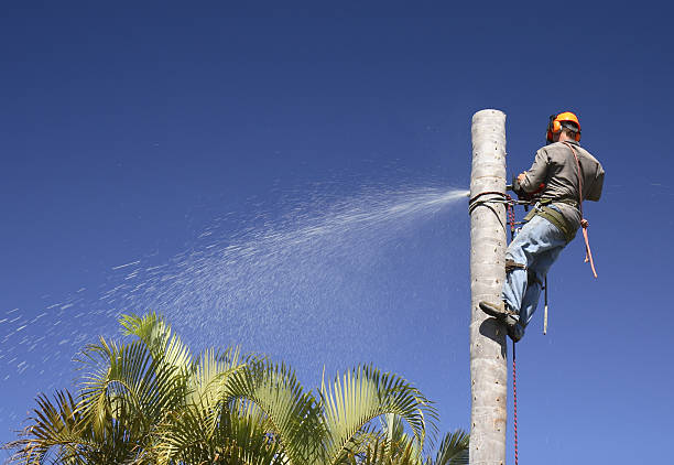 How Our Tree Care Process Works  in  Crafton, PA