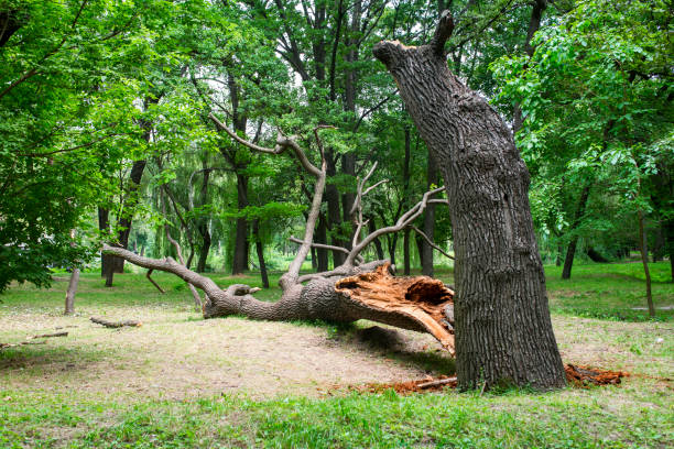 Best Tree Disease Treatment  in Crafton, PA