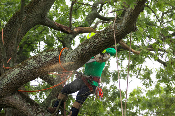  Crafton, PA Tree Care Pros