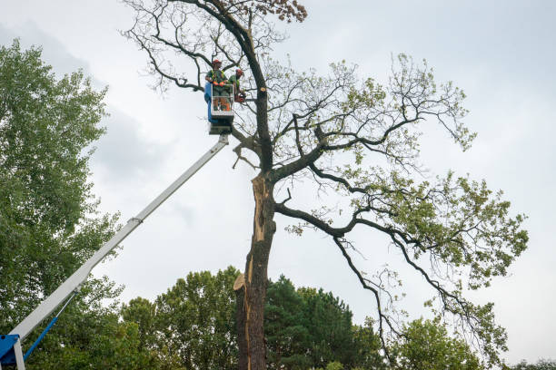 Best Tree Health Inspection  in Crafton, PA