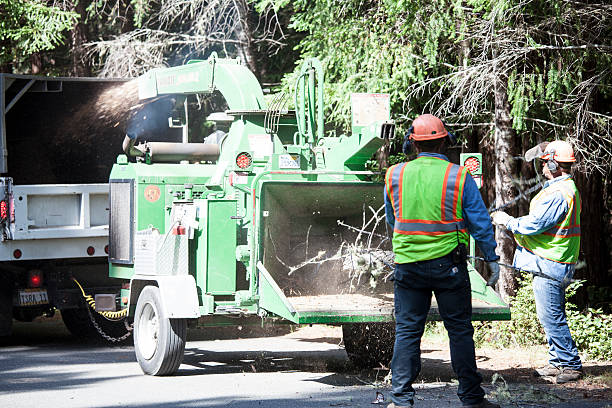 Trusted Crafton, PA Tree Care Experts