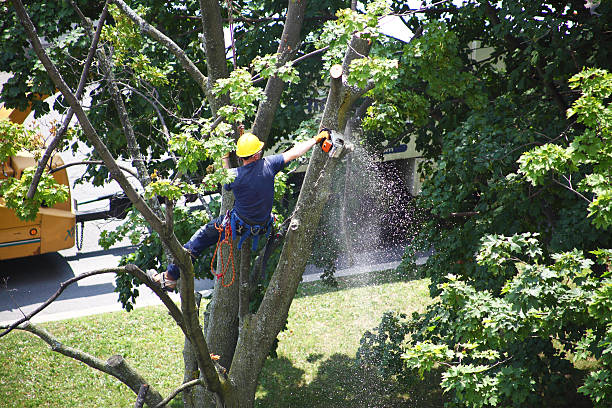 Best Lawn Pest Prevention  in Crafton, PA
