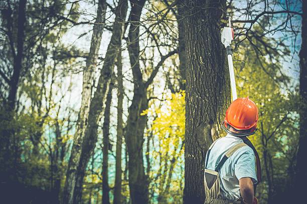 Best Tree Cabling and Bracing  in Crafton, PA