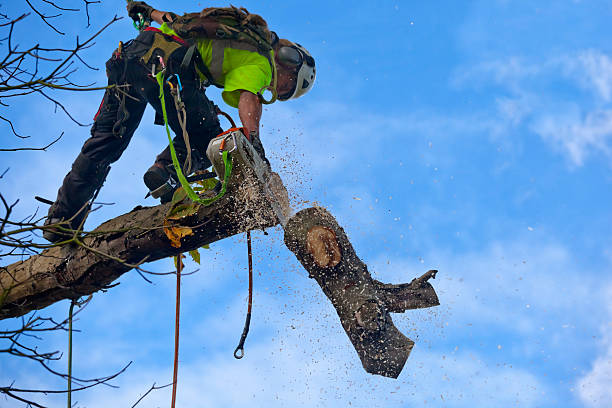 Best Tree and Shrub Care  in Crafton, PA