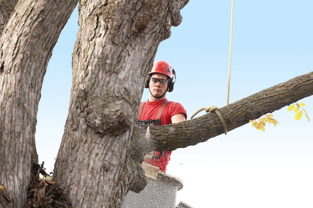 Best Fruit Tree Pruning  in Crafton, PA